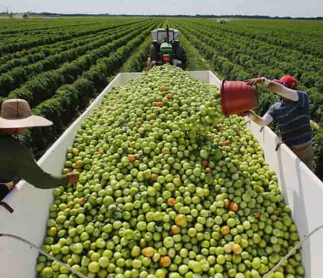 Cómo mejorar la producción agrícola y el empleo verde imagen 1