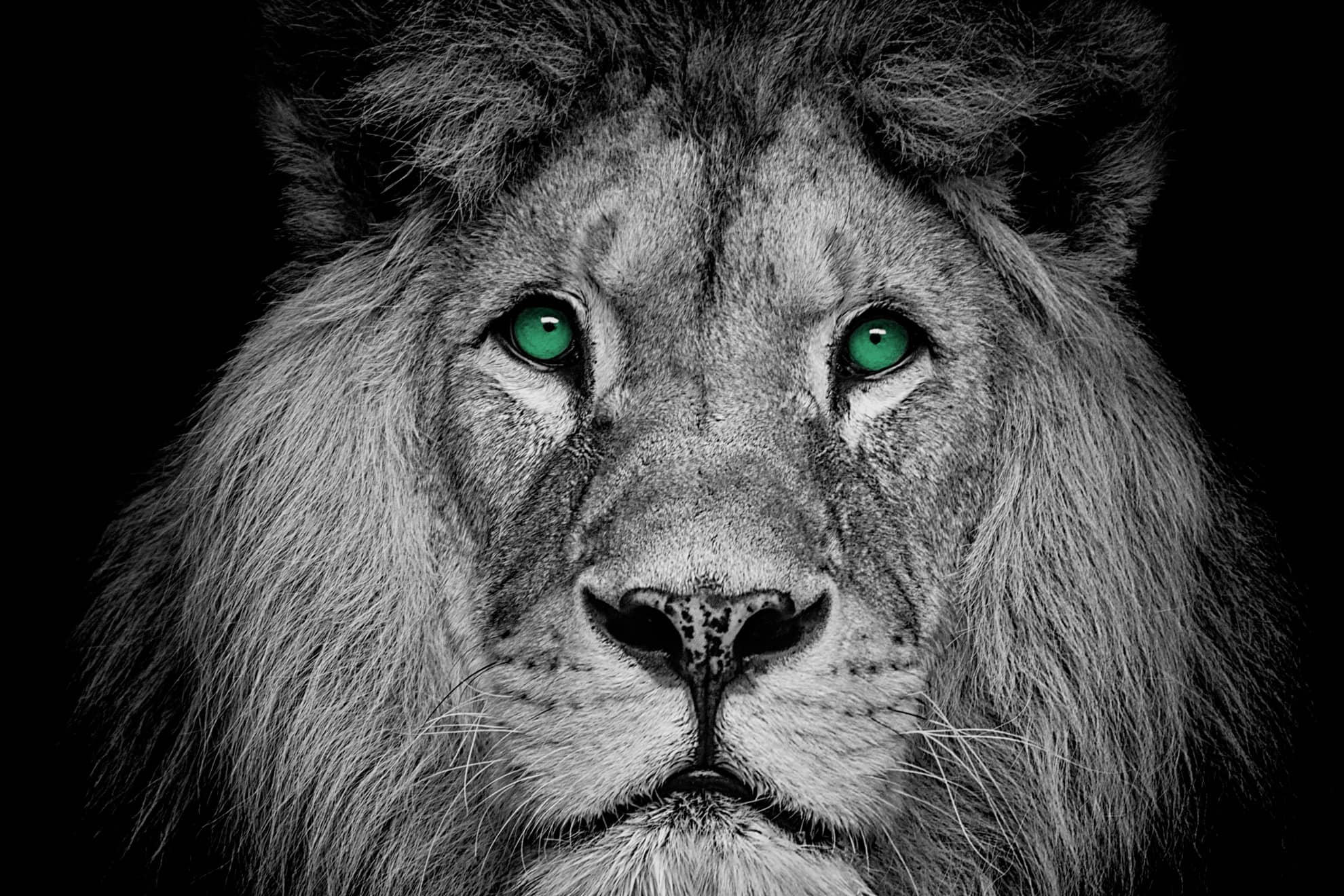 MÁSTER EN TERAPIA ASISTIDA CON ANIMALES Online