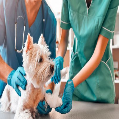 MÁSTER EN TERAPIA ASISTIDA CON ANIMALES Online