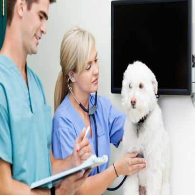 Máster en Asistencia a la Atención Clínica en Centros Veterinarios