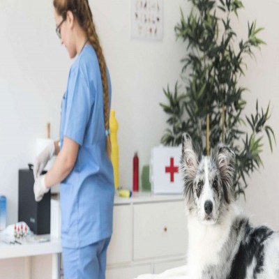 Máster en Asistencia a la Atención Clínica en Centros Veterinarios