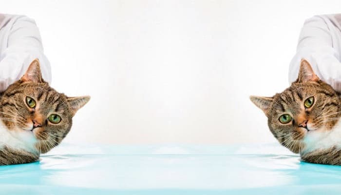 MÁSTER HOMOLOGADO EN GESTIÓN INTEGRADA - CALIDAD - MEDIO AMBIENTE Y PREVENCIÓN DE RIESGOS LABORALES A Distancia