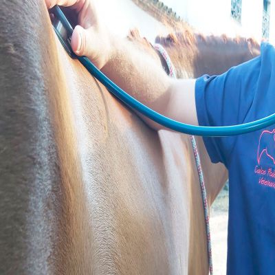 MÁSTER EN TERAPIA ASISTIDA CON ANIMALES Online