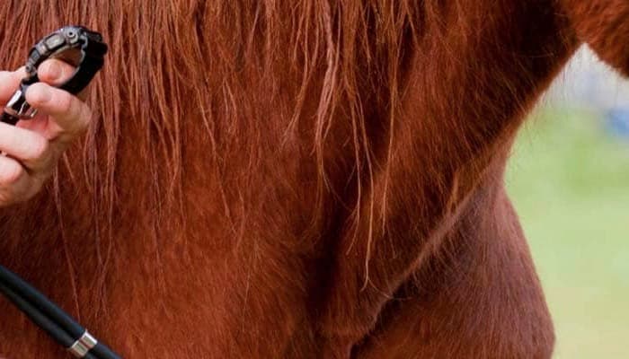 MÁSTER UNIVERSITARIO EN ANTROPOLOGÍA EVOLUCIONISTA - IDENTIDAD Y DIVERSIDAD HUMANAS Online