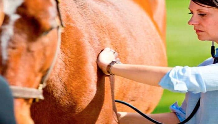 MÁSTER EUROPEO EN TRABAJO SOCIAL Online