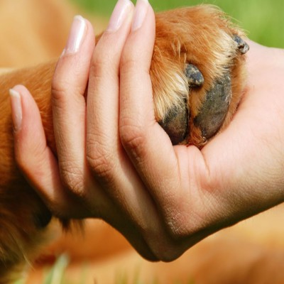 Máster en Etología Clínica y Bienestar en Animales de Compañía