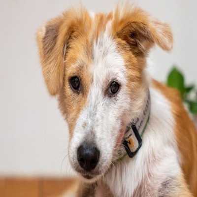Postgrado en Gestión y Dirección de Clínicas Veterinarias