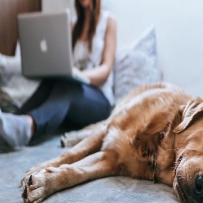MÁSTER EN ANIMALES DE COMPAÑÍA A Distancia