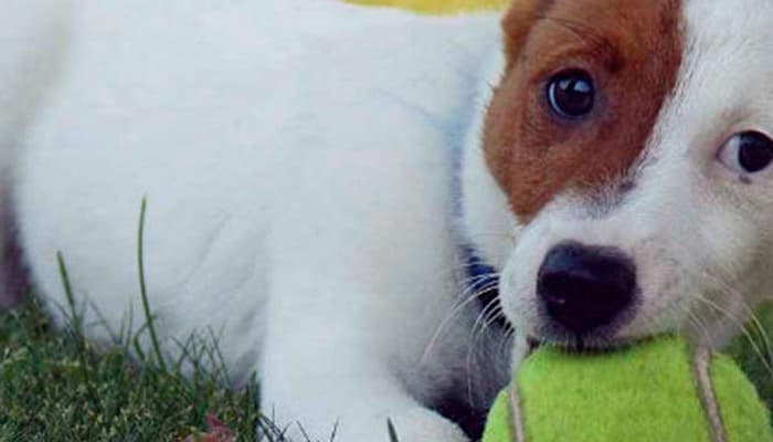 MÁSTER TÉCNICO SUPERIOR EN PREVENCIÓN DE RIESGOS LABORALES A Distancia