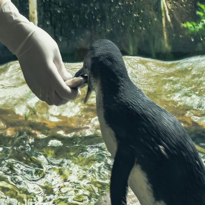 Máster Animales Exóticos y Salvajes