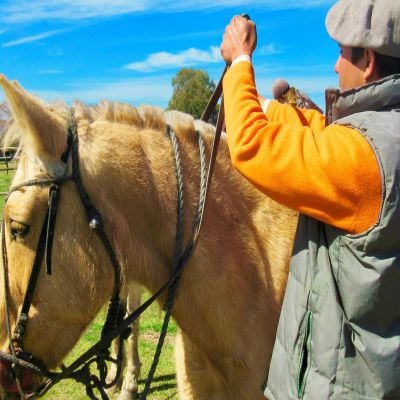 Máster en Terapia Asistida con Animales