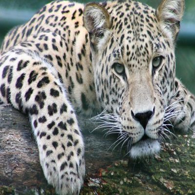 MÁSTER EN TERAPIA ASISTIDA CON ANIMALES Online