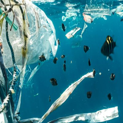 MÁSTER EN GESTIÓN DEL MEDIO AMBIENTE Online