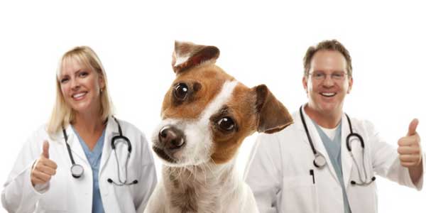 Medicina veterinaria